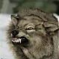 Wolfe