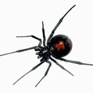 Black Widow