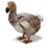 The Dead Dodo