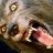 Wolfman 47