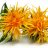 SafflowerOil